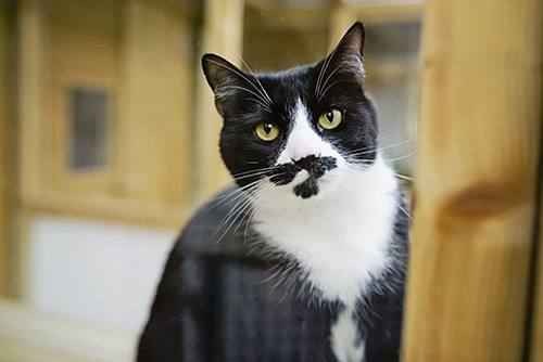 Black and White Cat Enjoying A Stay at Mobberley Cattery