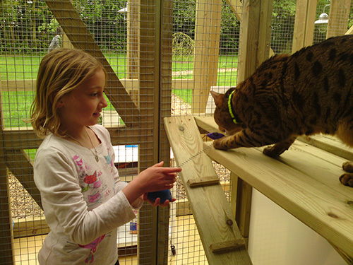 Child Playing with Cat at Mobberley Cottage Cattery