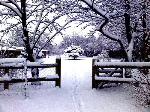 Snow Covered Garden at Mobberley Cottage